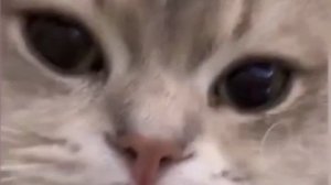 хочу вызвать ривалс про на дуель