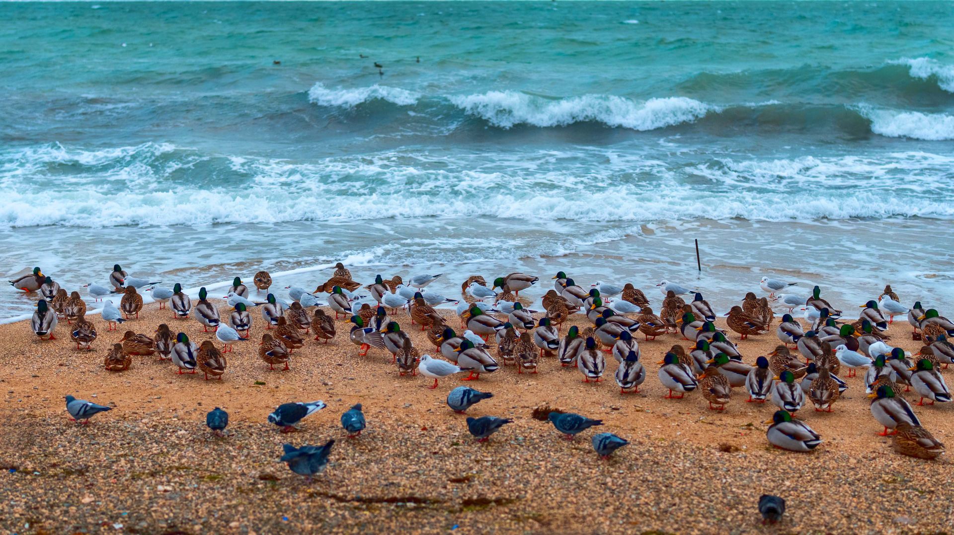 Редкое событие для Крыма - всё завалило! Феодосия в снегу - красивые кадры набережной и моря 2026 смотреть онлайн