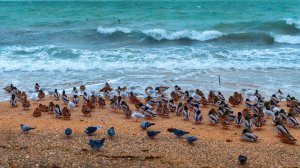 Редкое событие для Крыма - всё завалило! Феодосия в снегу - красивые кадры набережной и моря 2026