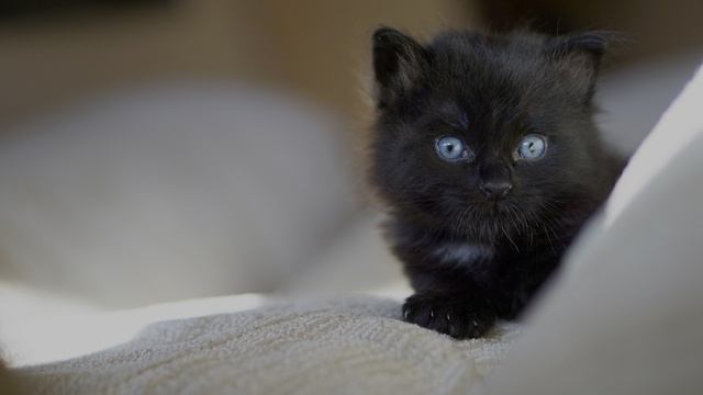 Котики в Dolby Vision HDR 4000: магия деталей смотреть онлайн