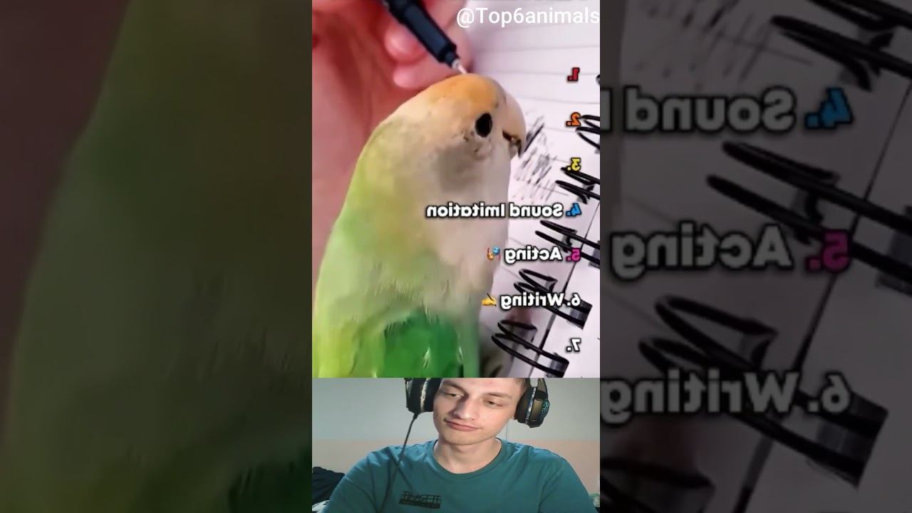 Милые Попужки :з смотреть онлайн