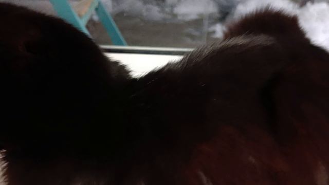 Хитрый Бебик смотреть онлайн