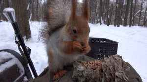 Голодная знакомая белка