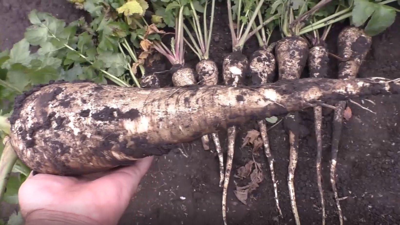 Выращивание пастернака