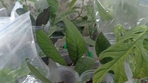 Комнатные Растения В Январе