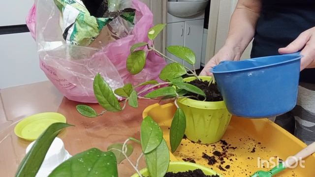 ХОЙЯ. РАССАЖИВАЮ ЧЕРЕНКИ ХОЙИ. смотреть онлайн