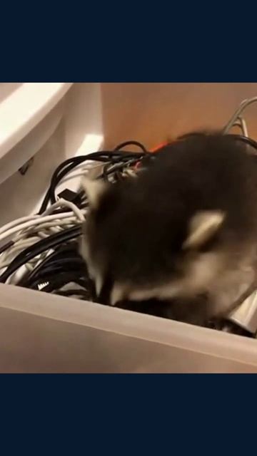 #забавныеживотные #необычныеживотные #приключенияживотных #милыеживотные #животныевсмешныхситуациях