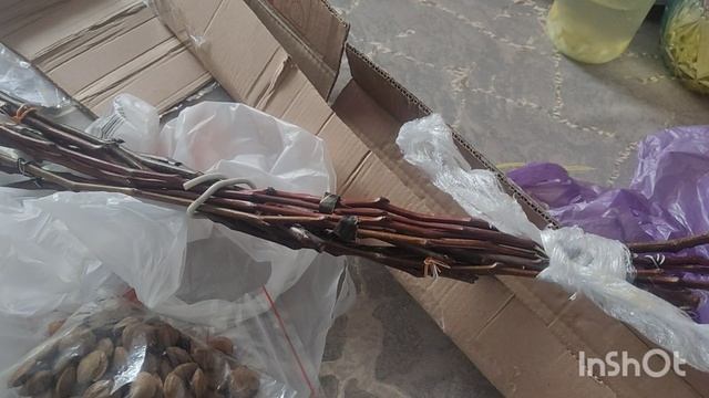 Недопонимание с покупателем черенков. смотреть онлайн