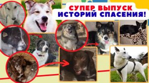 Тяжёлый труд ради их благополучия. Спасение собак...