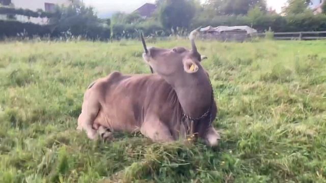 Чудо-корова из Австрии научилась чесать себе спину щёткой смотреть онлайн
