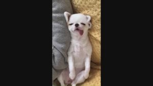 #смешныевидео -733