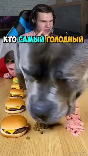Кто Самый ГОЛОДНЫЙ? 👨🐶🐱 #shorts #шортс #челлендж #животные #пранк #мем #рофл #юмор #кот #собака