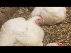 НАЧИНАЕМ ЗАБОЙ БРОЙЛЕРАМ 50  ДНЕЙ