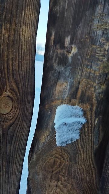 Приехал за город , посмотреть что произошло с участком, и как забор из дерева