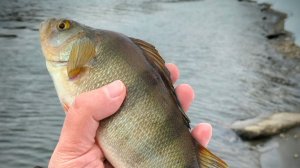 МР в конце Новогодних праздников. Холод ветер и клюёт слабенько