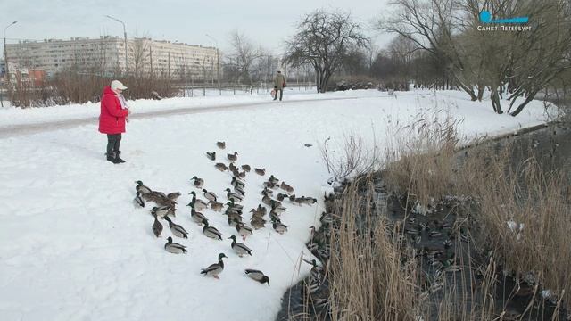 Акция «Серая шейка»: перепись птиц, зимующих в городе смотреть онлайн