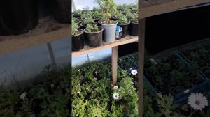 Ленточный обогреватель Теплофон. Отопление теплицы