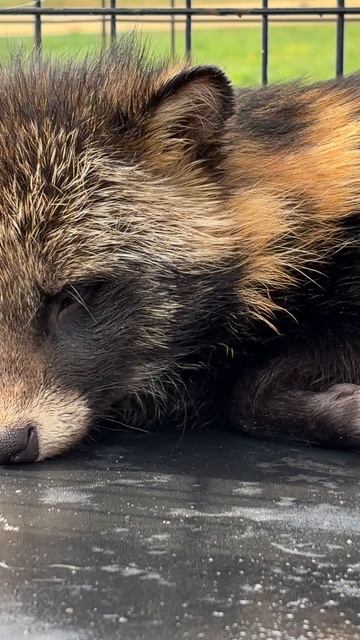 Релакс енотовидной собаки! #релакс #енотовиднаясобака #тануки #лесныеживотные #медитация #шортс #лес