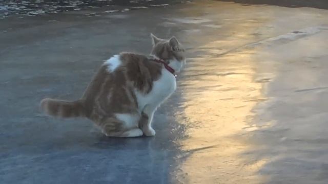 Исполнение Котика на льду 😸 смотреть онлайн