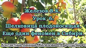 Железов В,К. Урок 6. Шелковица плодоносящая. Еще один феномен в Сибири.