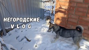 "Спокойная" зимняя прогулка щенков! 14.01.26