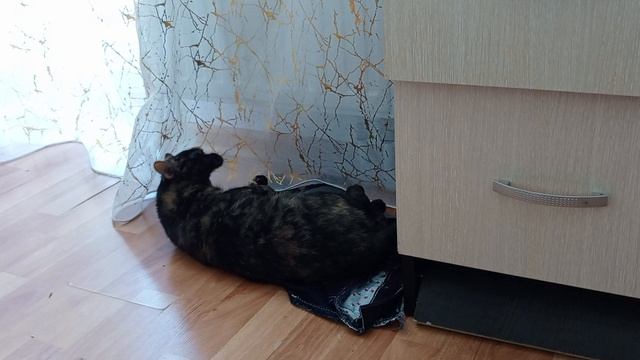 Мурка проснулась