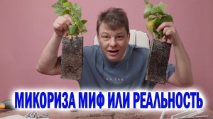 Микориза миф или реальность - как правильно использовать микоризу