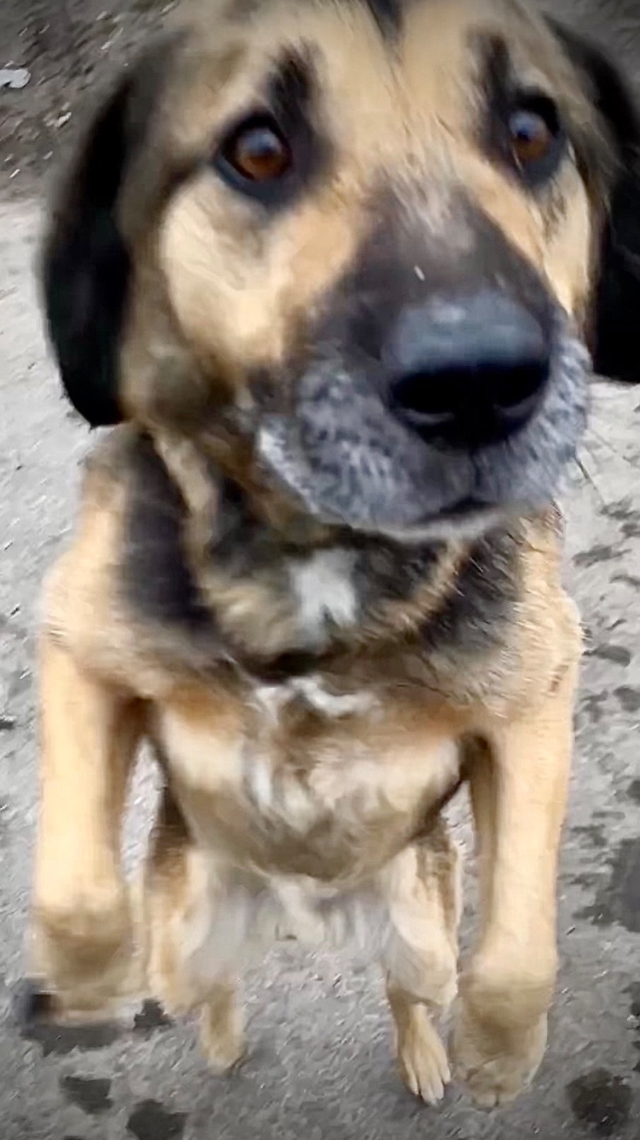 Бездомная собака часть 2