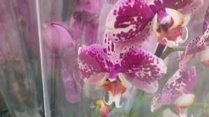 20.01.2026г. Замечательные орхидеи в Лемана Про.