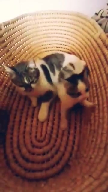 Непослушный ребёнок! 😻 смотреть онлайн