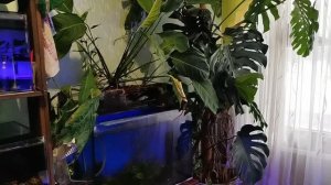 Устройство фитофильтра.