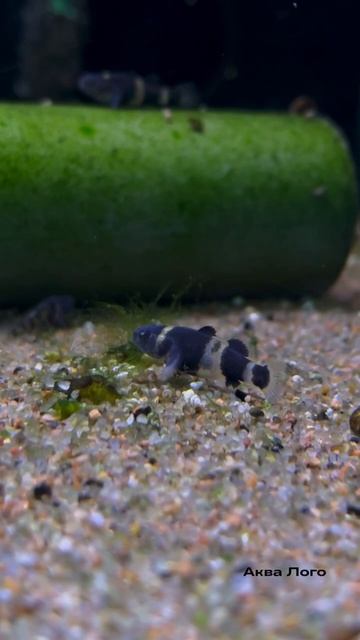 Бычок пчелка смотреть онлайн