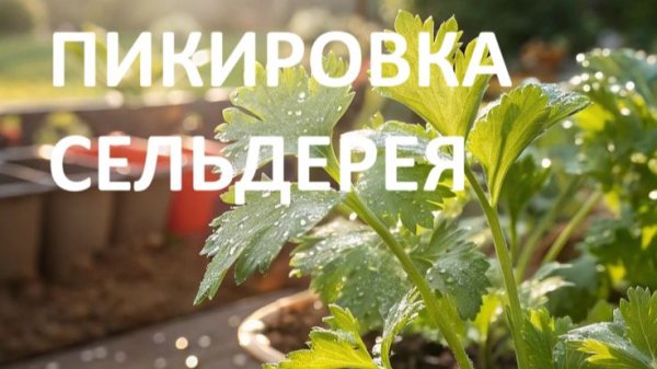 Пикировка корневого сельдерея.