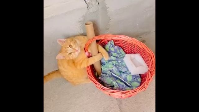 Трамп захватывает Гренландию смотреть онлайн