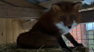 Лиса-Алиса. Завтрак в вольер для лиса Игниса