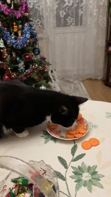 Кот Феликс ест морковь #shorts смотреть онлайн