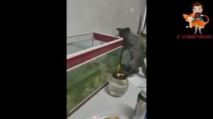 Прикольные коты 2026
