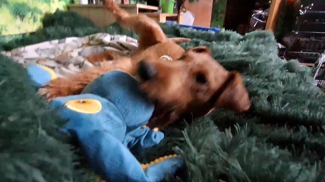 Ирландские терьеры: Любимая игрушка.