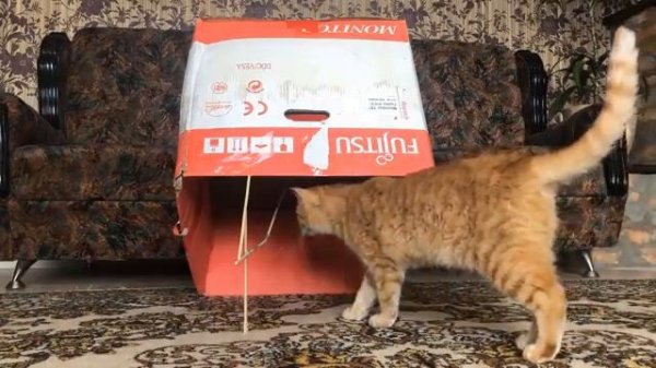 Пранки над котами