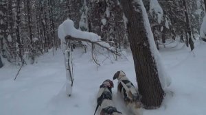 По глубокому снегу идти тяжело, но мы дошли.