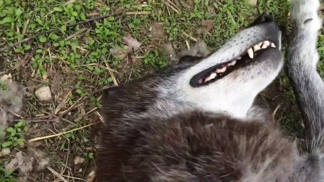 Волк балдеет 😄 смотреть онлайн