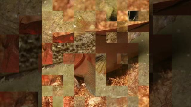 Морская собачка