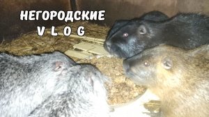 НУТРИИ. Мой вечер на хозяйстве. 11.01.26