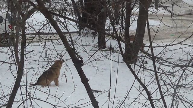 20 января 2026 года - зашедший в квартал пёс легко "отжал" территорию у местных собакенов