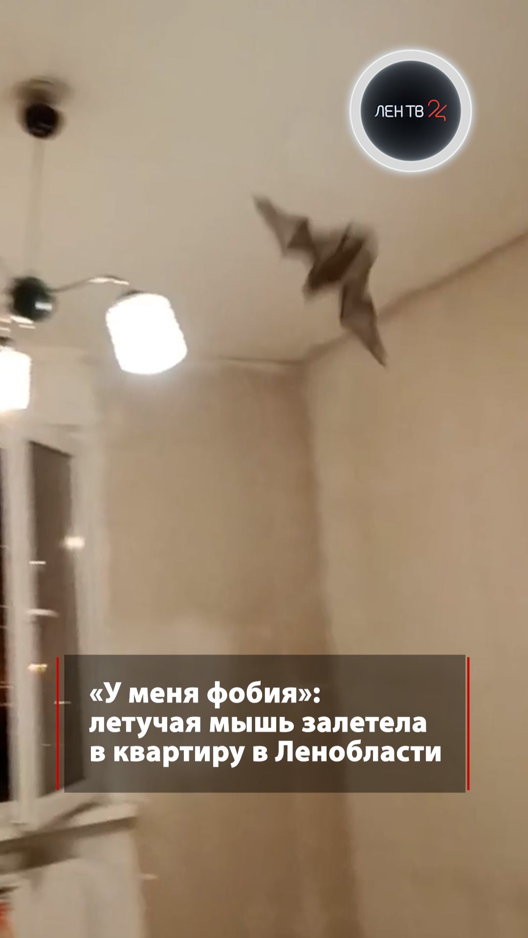 «У меня фобия»: летучая мышь залетела в квартиру в Ленобласти смотреть онлайн