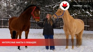 Интересные факты о лошадях