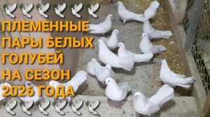 🕊🕊🕊 Племенные пары белых голубей в сезоне 2026 года. Николаеские голуби в Каменоломни.