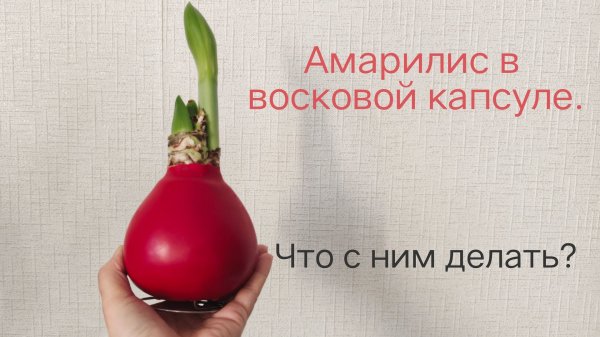 Амарилис в восковой капсуле.Что с ним делать?