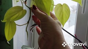 20 января про цветы.Купила витамины