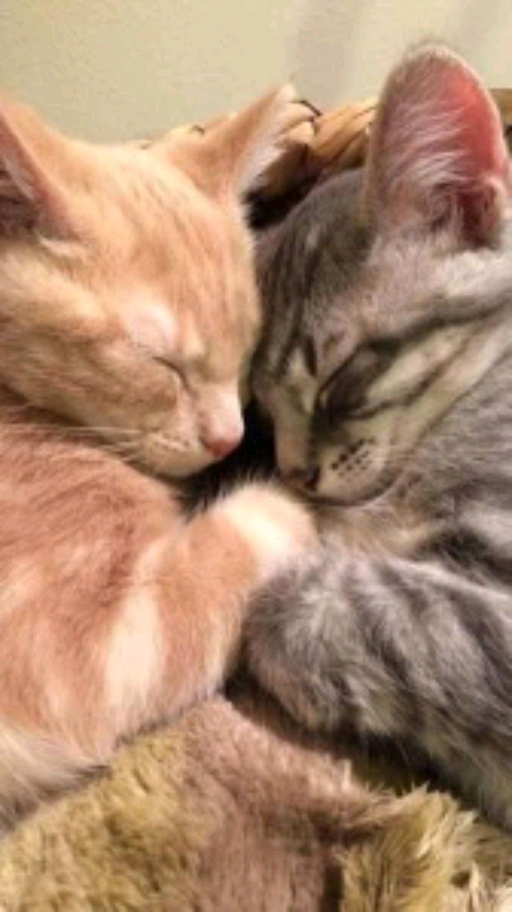 все кто любит котиков сюда смотреть онлайн